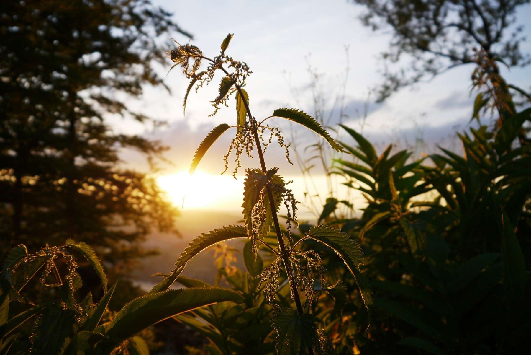 Nettle and sunrise