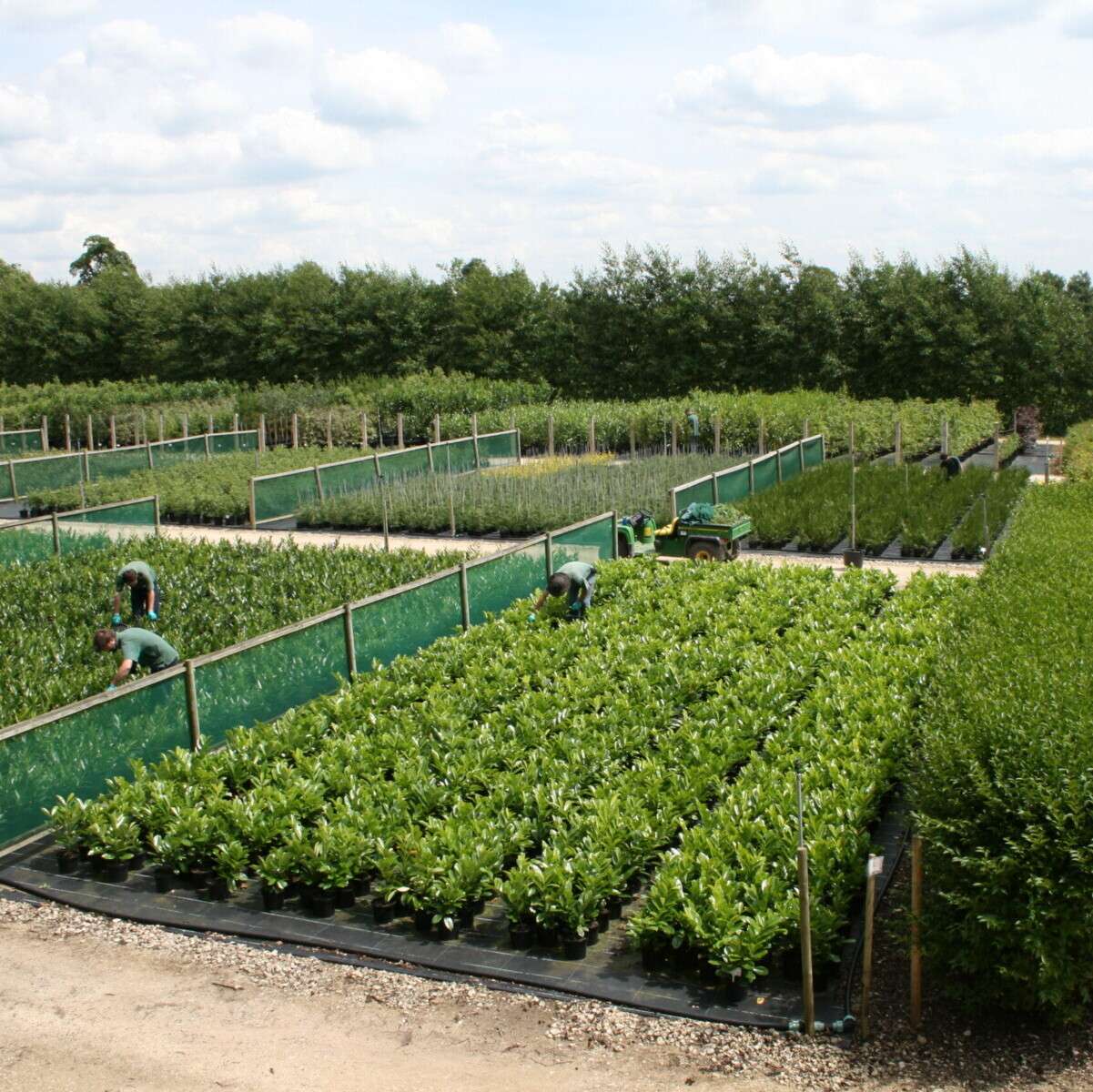 Our people weeding