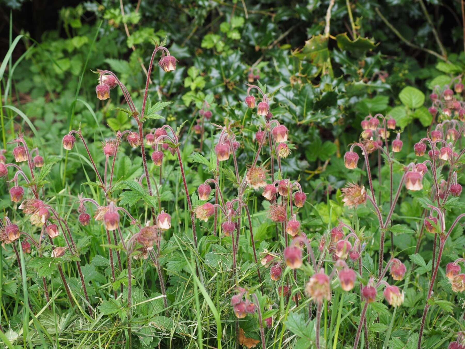 Water Avens