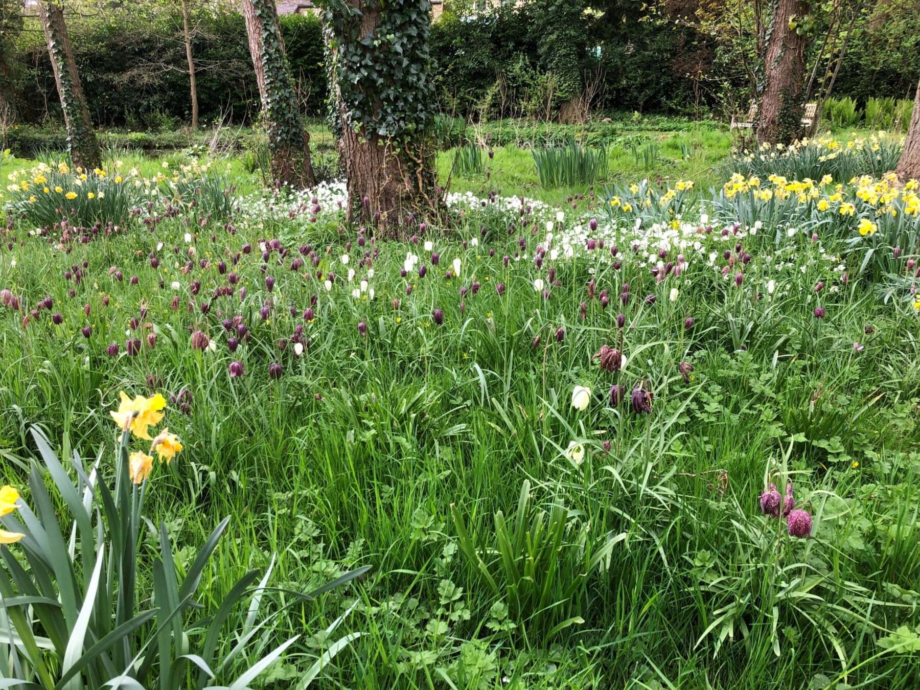 Wildflowers in the garden