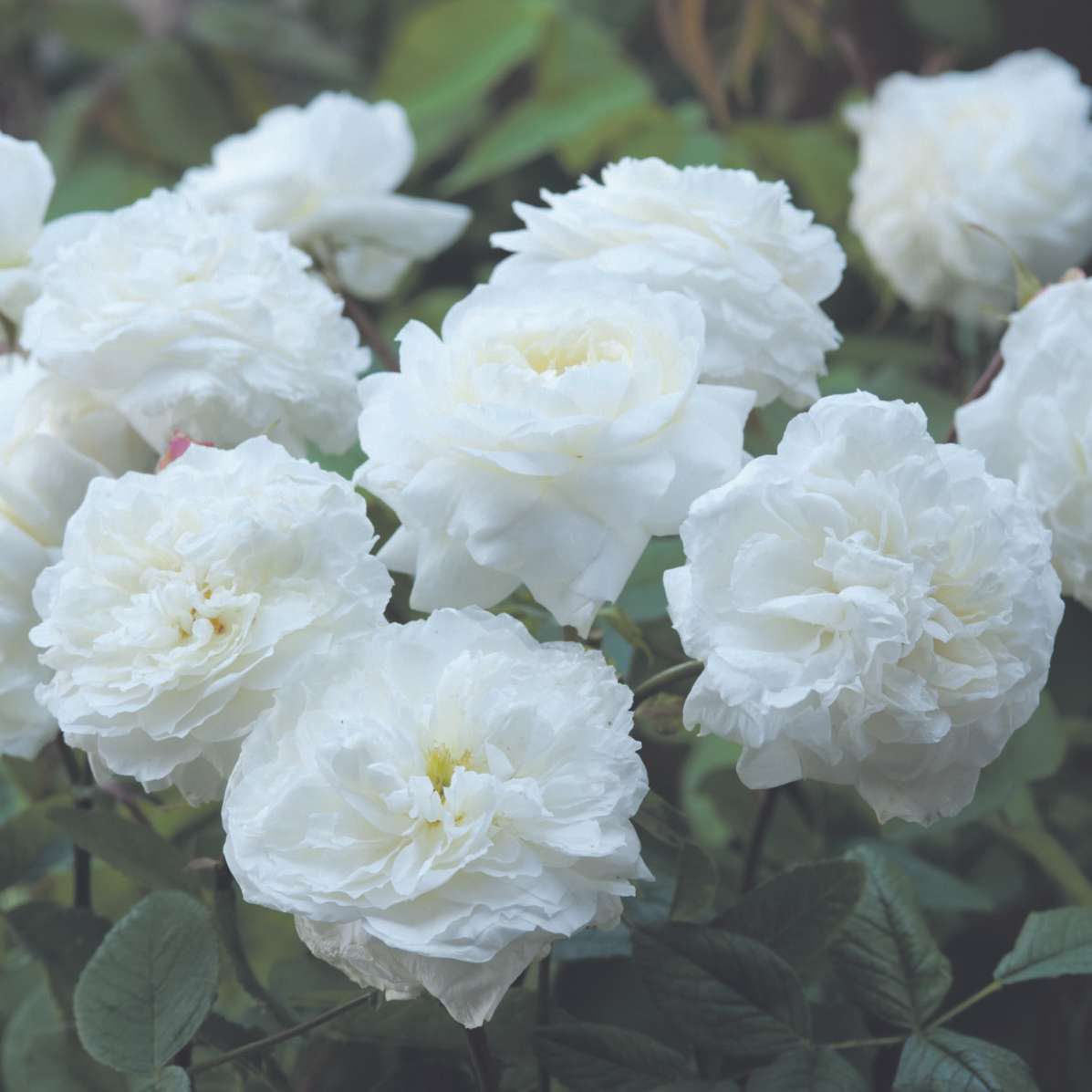 White Mayflower