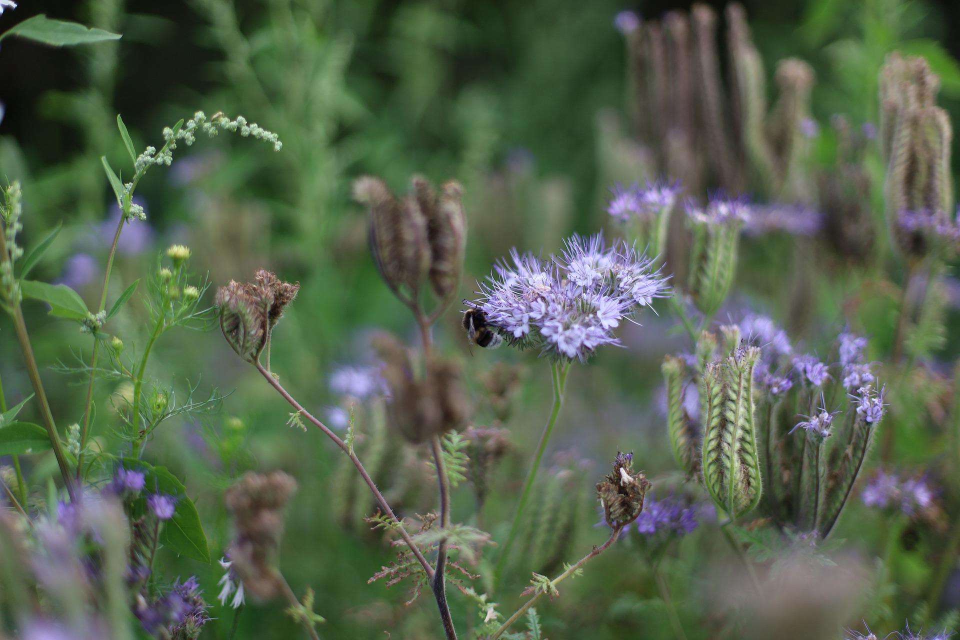 Biodiversity in the garden