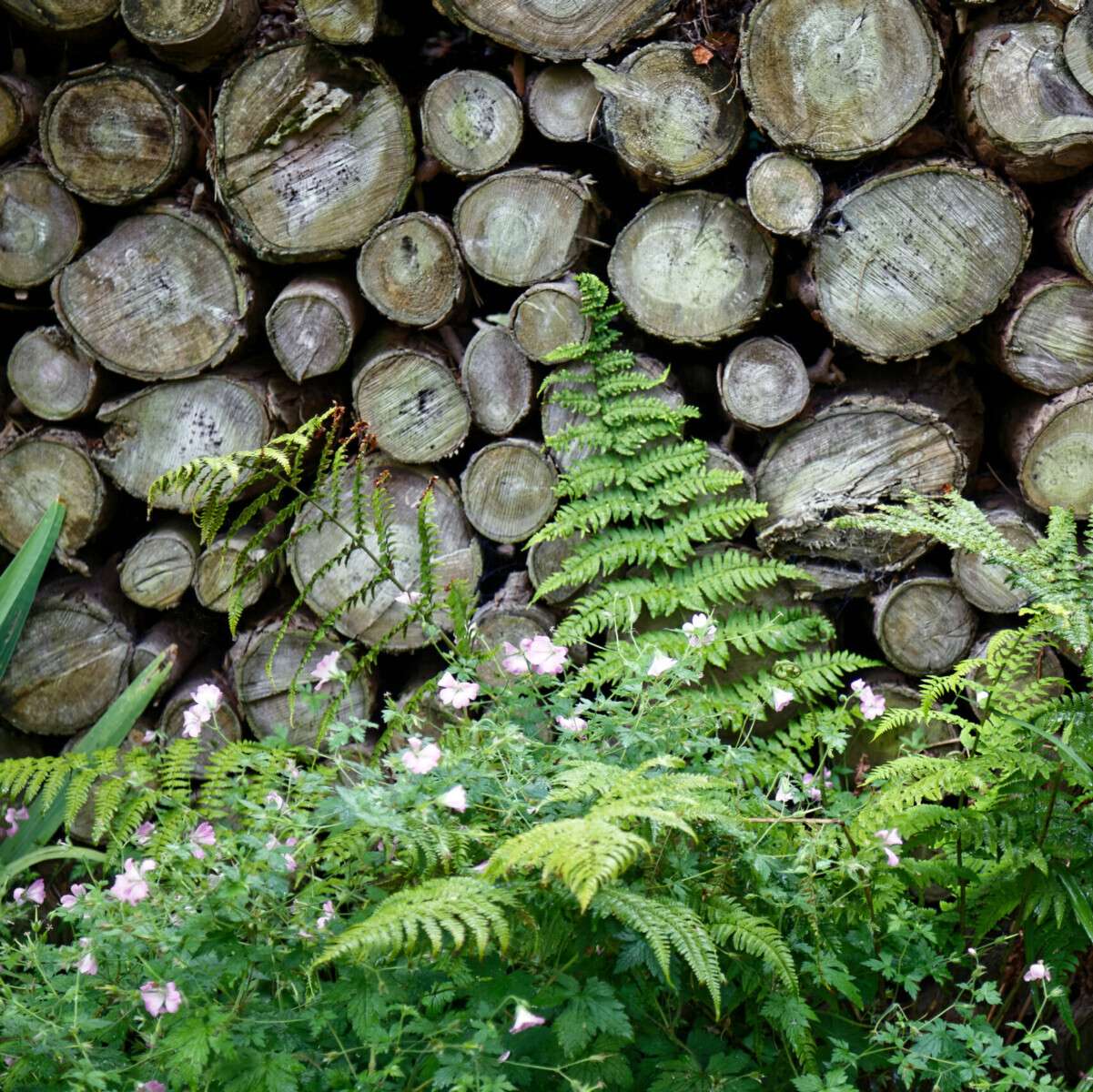 Log pile