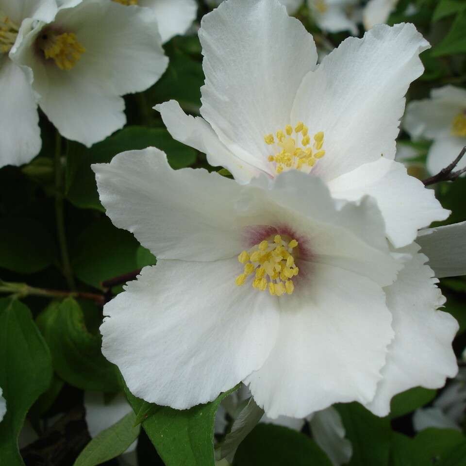 Philadelphus ‘Belle Etoile’