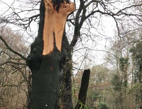 Nettlebed Estate – managing tree risk