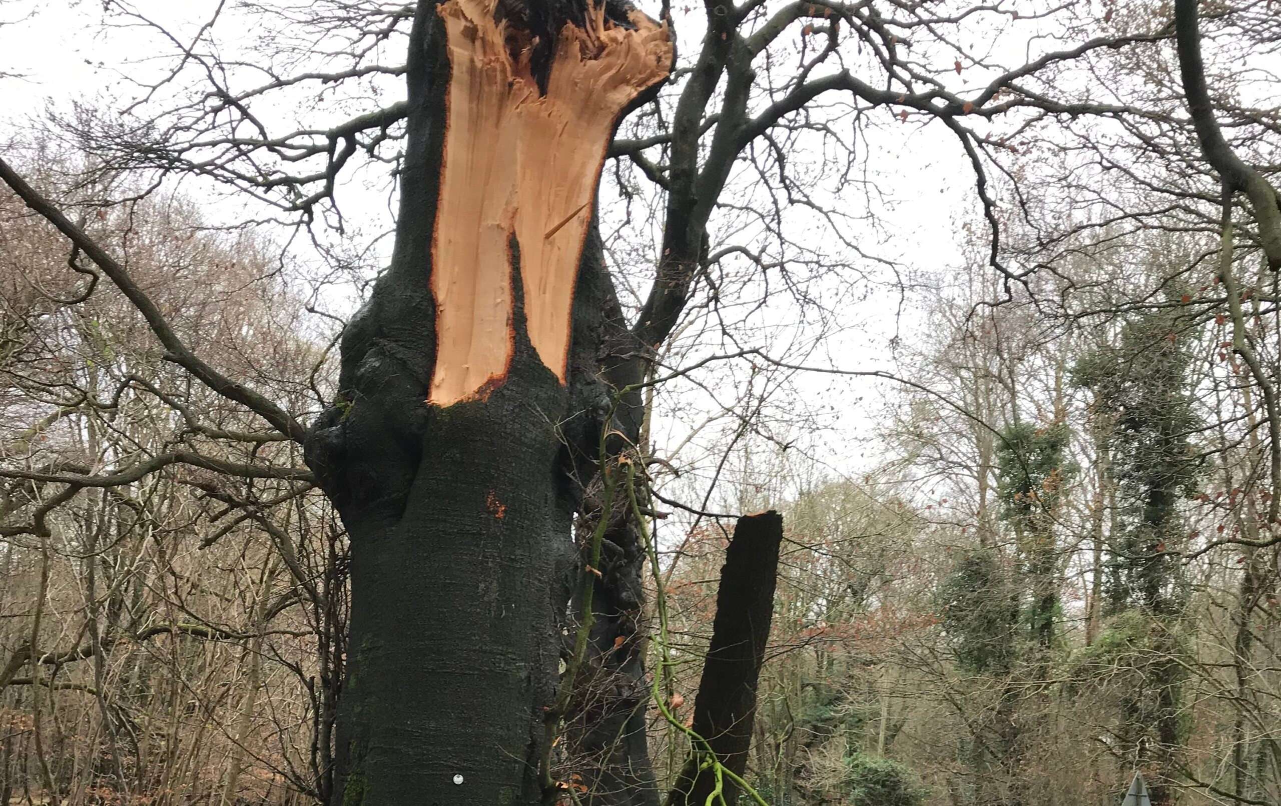 Snow damaged roadside tree – cropped