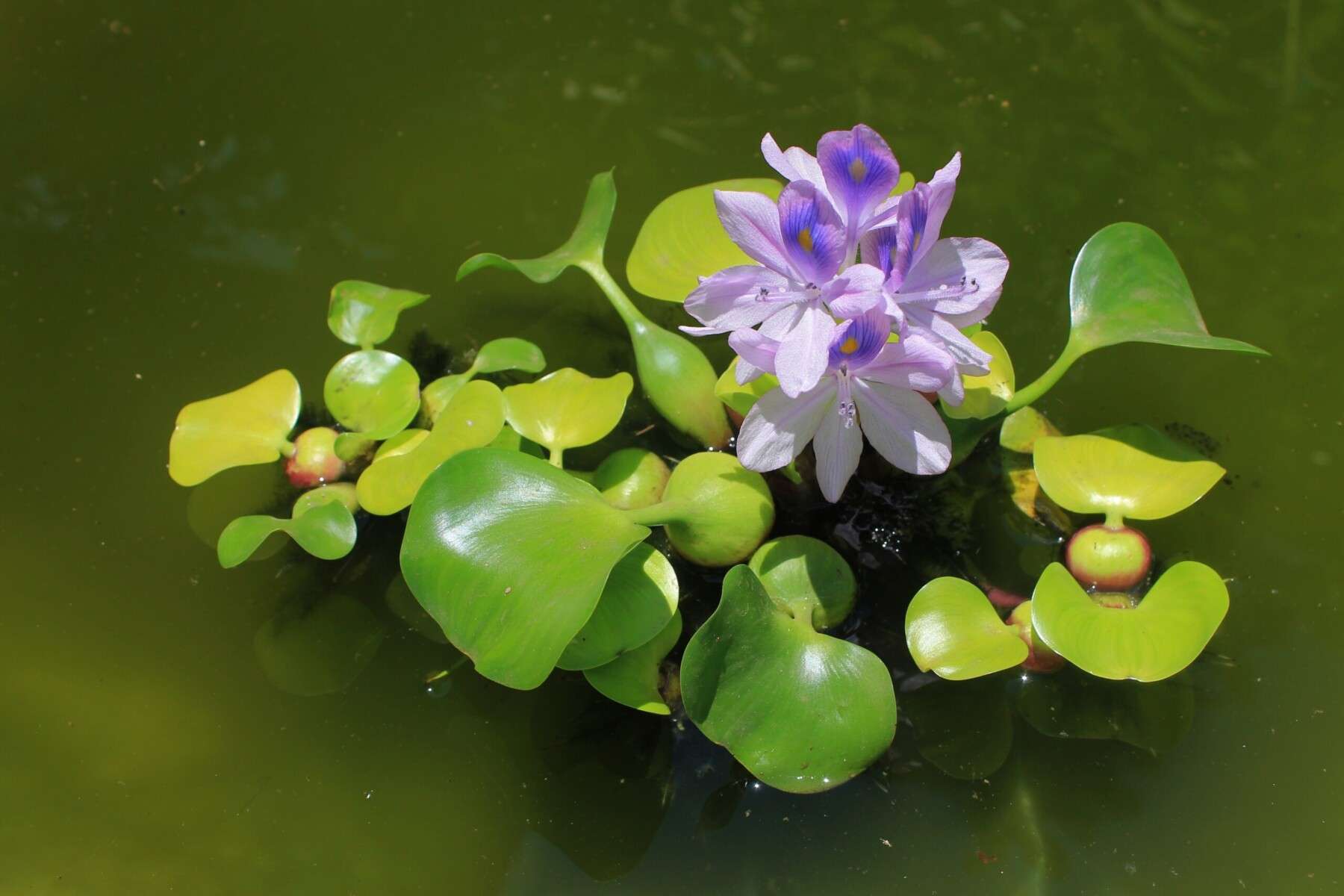 Water hyacinth