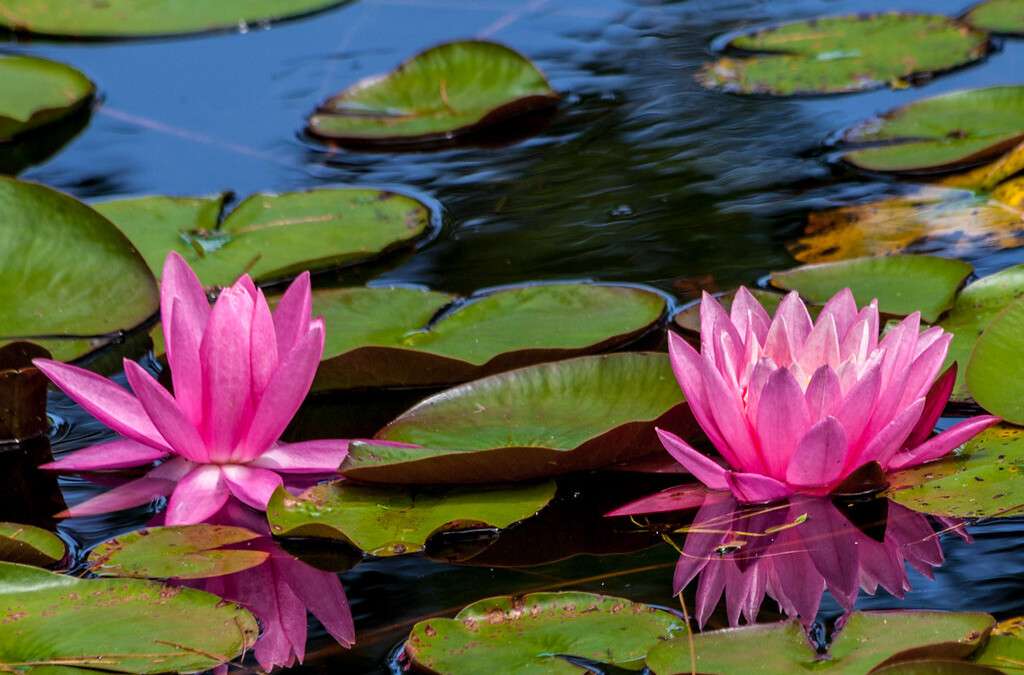Water lillies