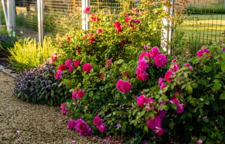 Nicholsons Lockhart Garratt Garden Design - Valley House