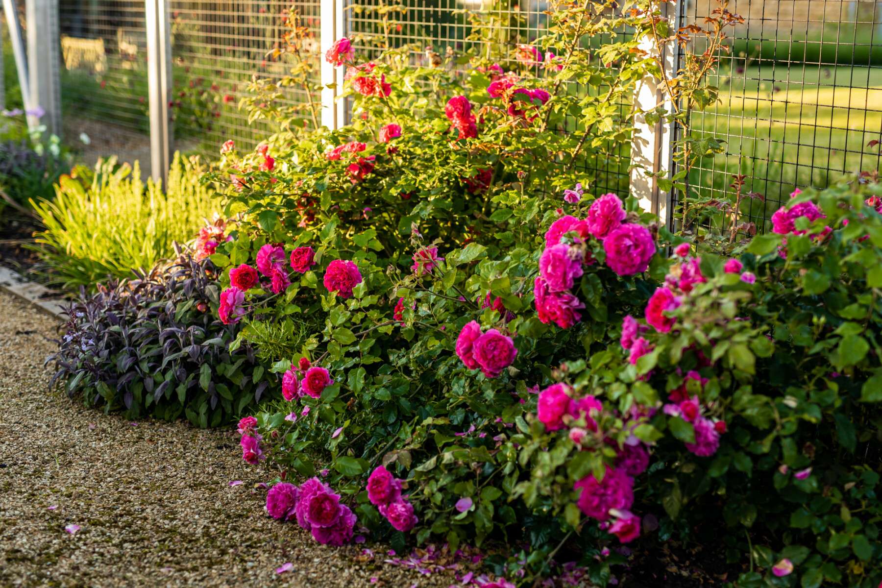 Nicholsons Lockhart Garratt Garden Design - Valley House