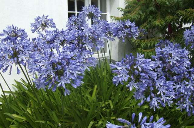 Agapanthus
