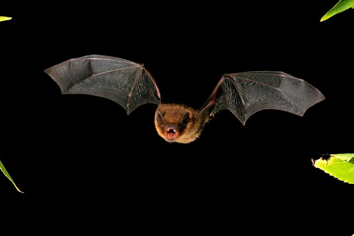 Bats