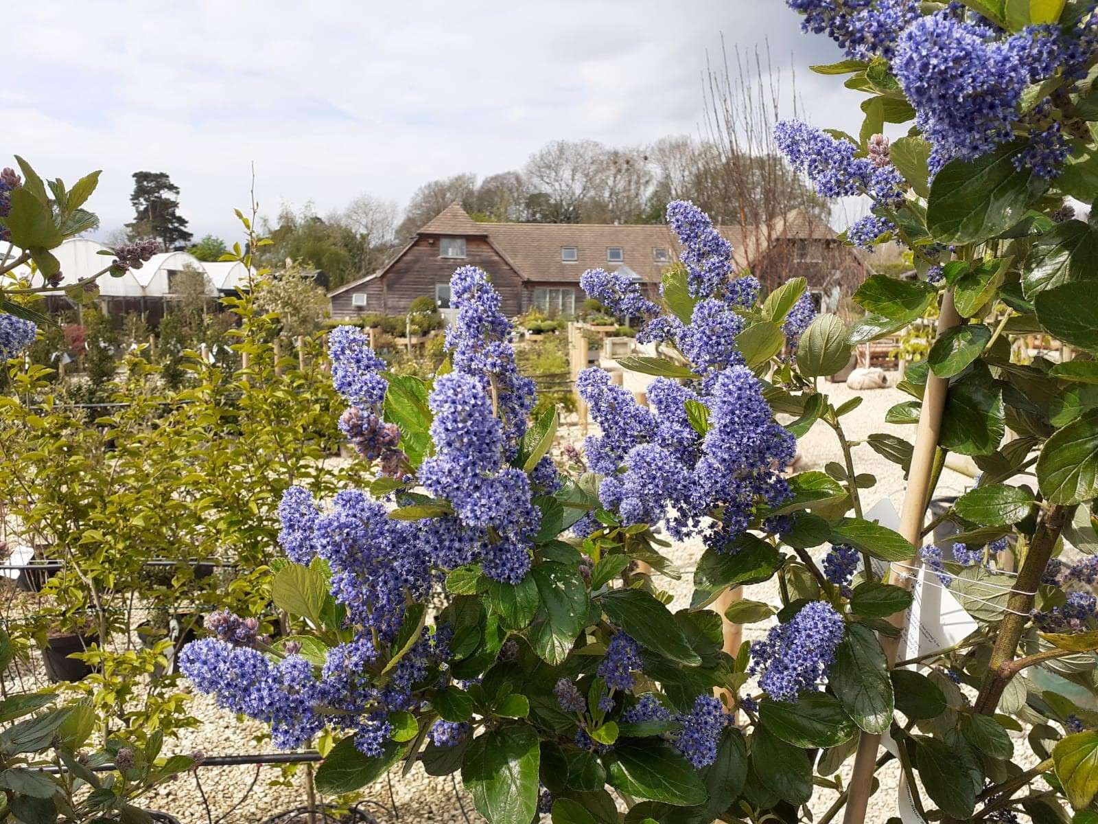 Ceanothus on the plant centre