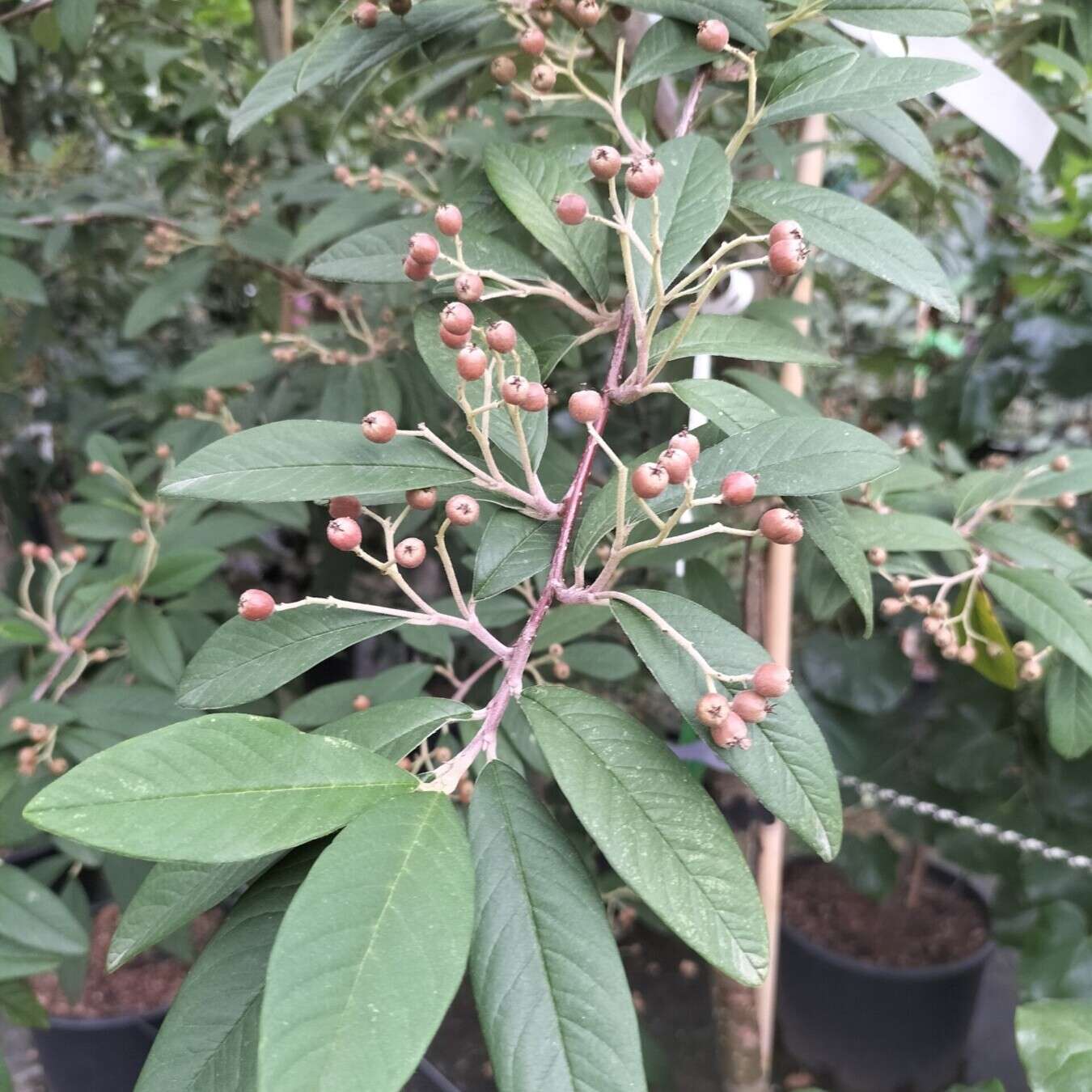 Cotoneaster cornubia 2