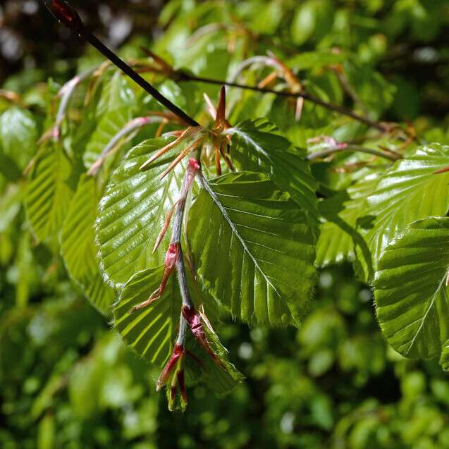 Fagus sylvatica