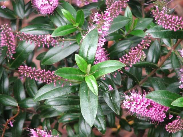 Hebes