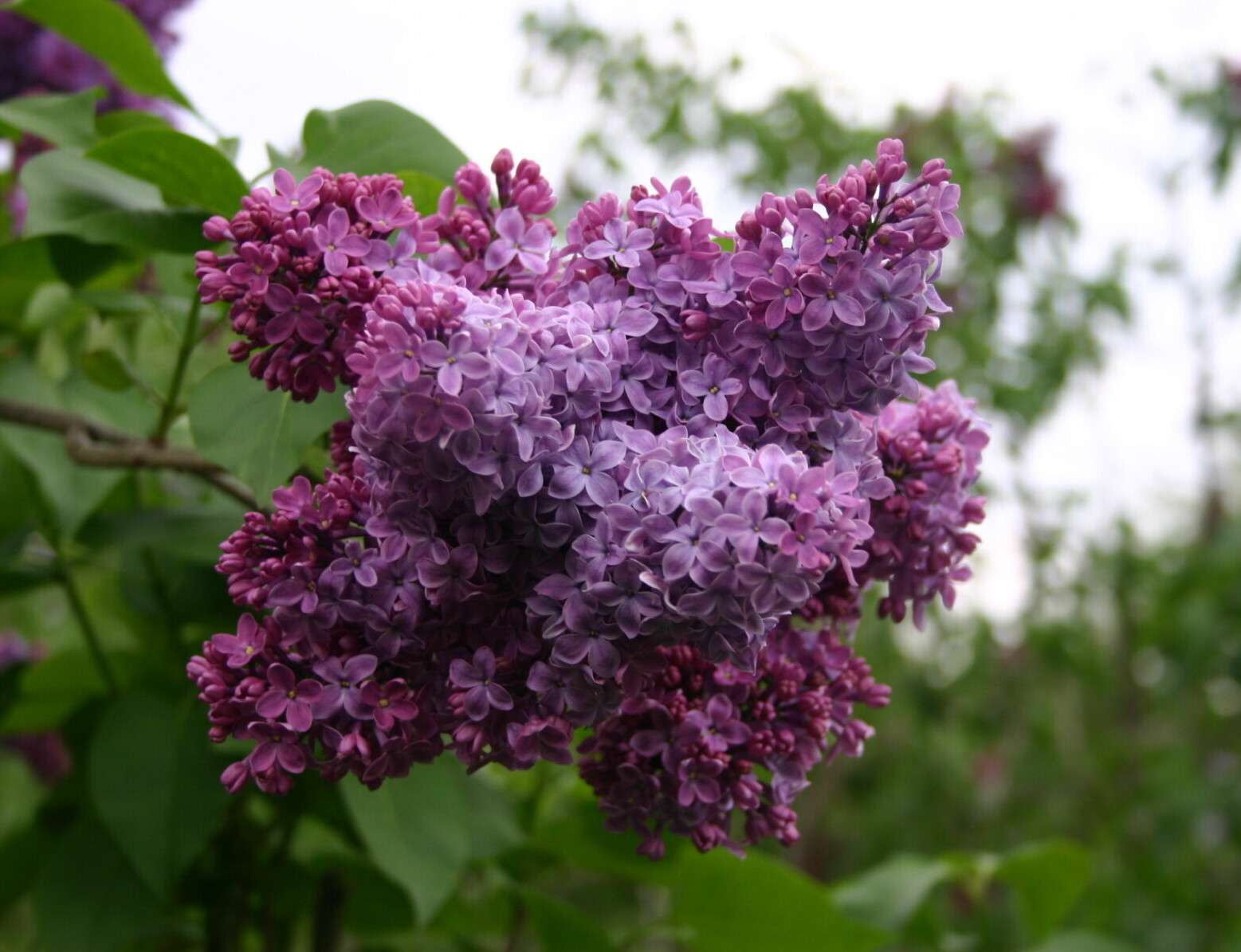 Syringa