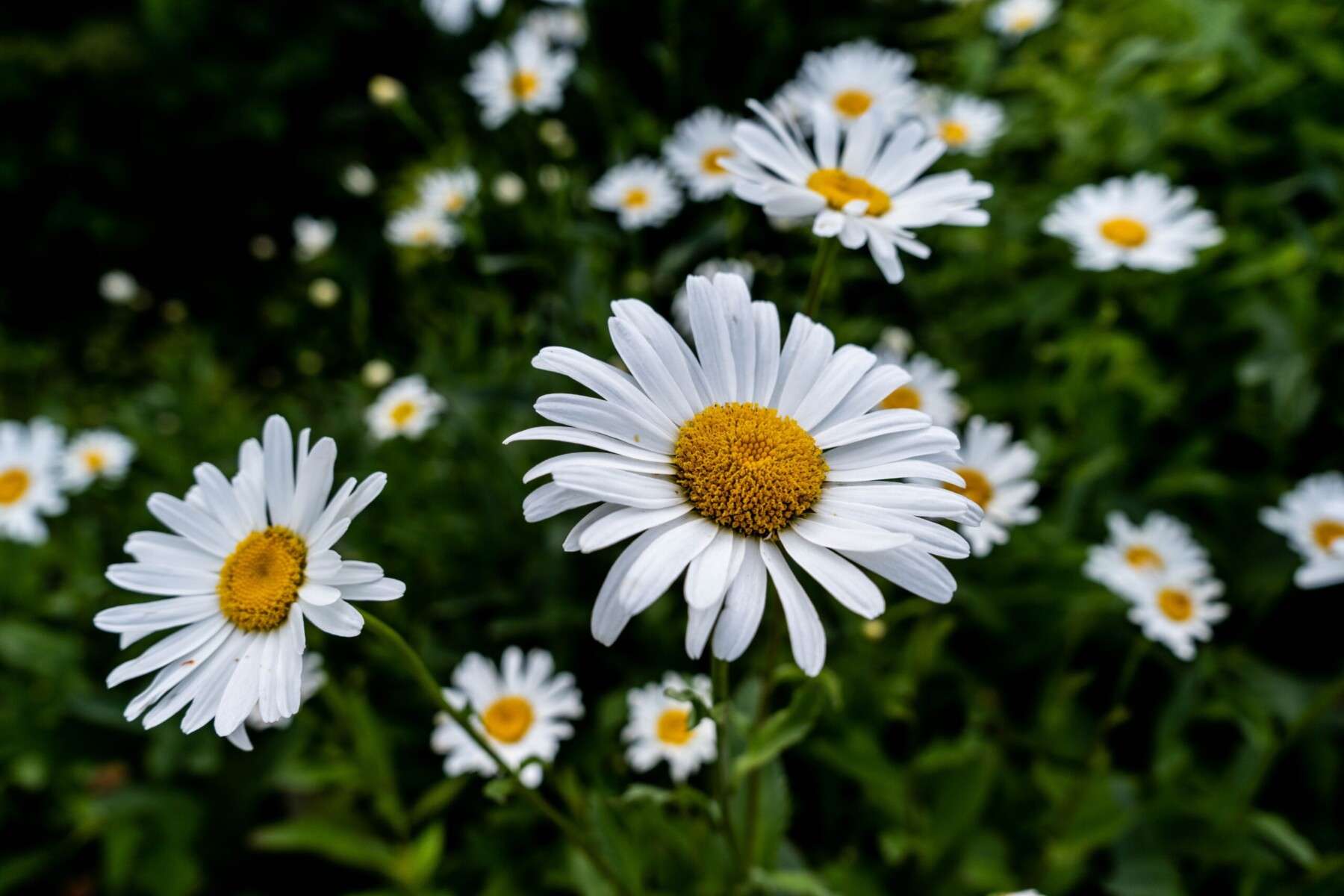 flower-oxeye-daisy-flowering-plant-daisy-marguerite-daisy-petal-1518367-pxhere.com