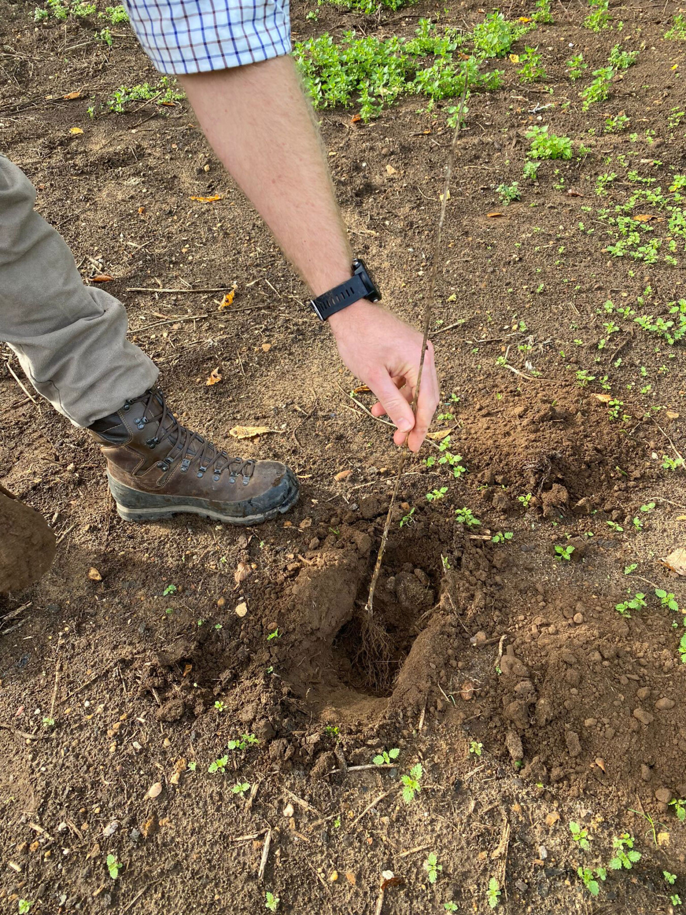 Planting Bare Root Trees