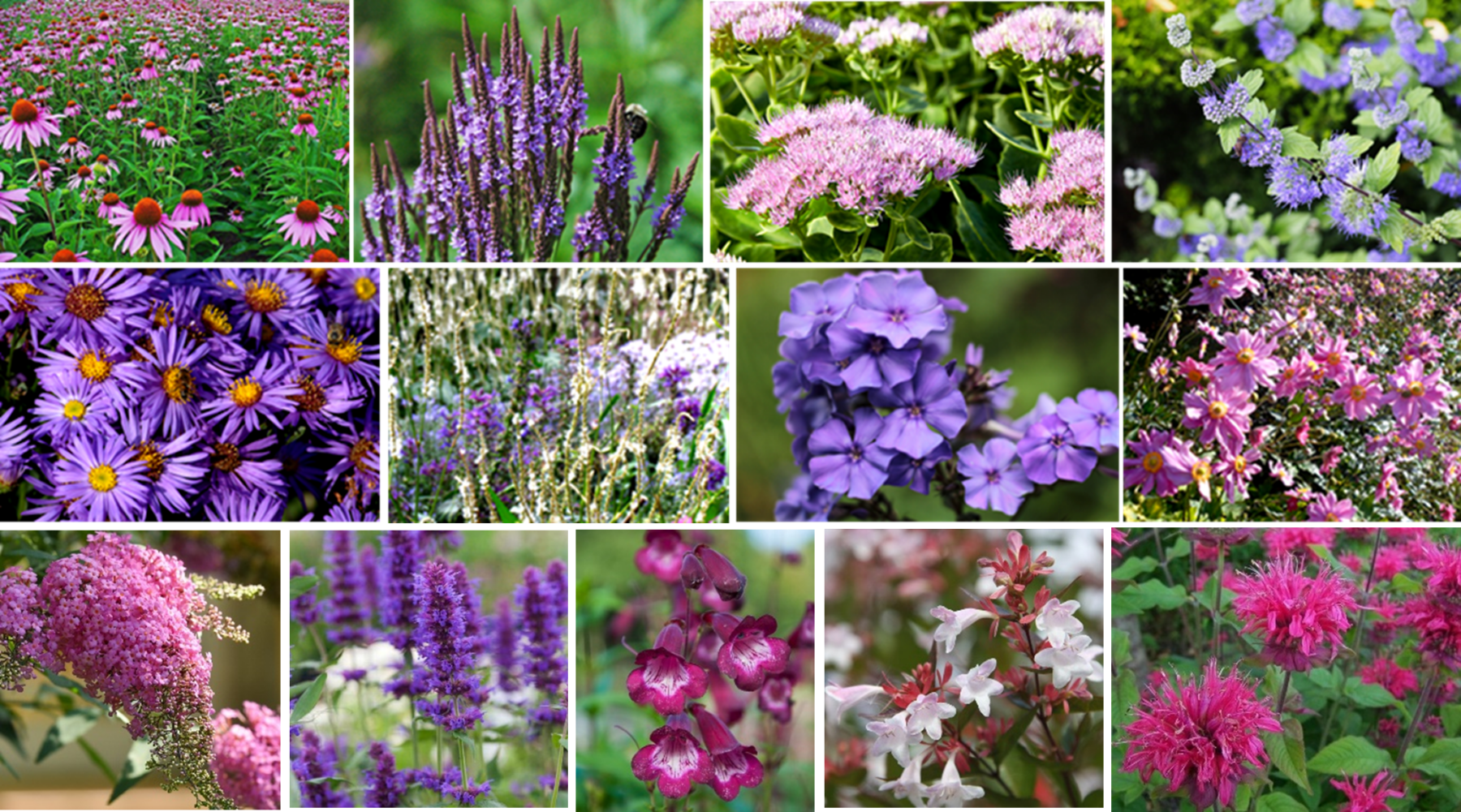 Colour In The Garden: Monthly Focus