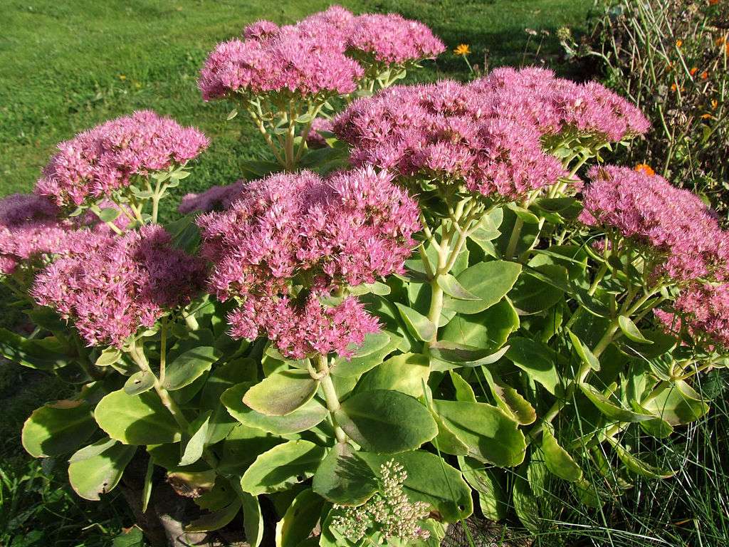1024px-Sedum_spectabilum_a1