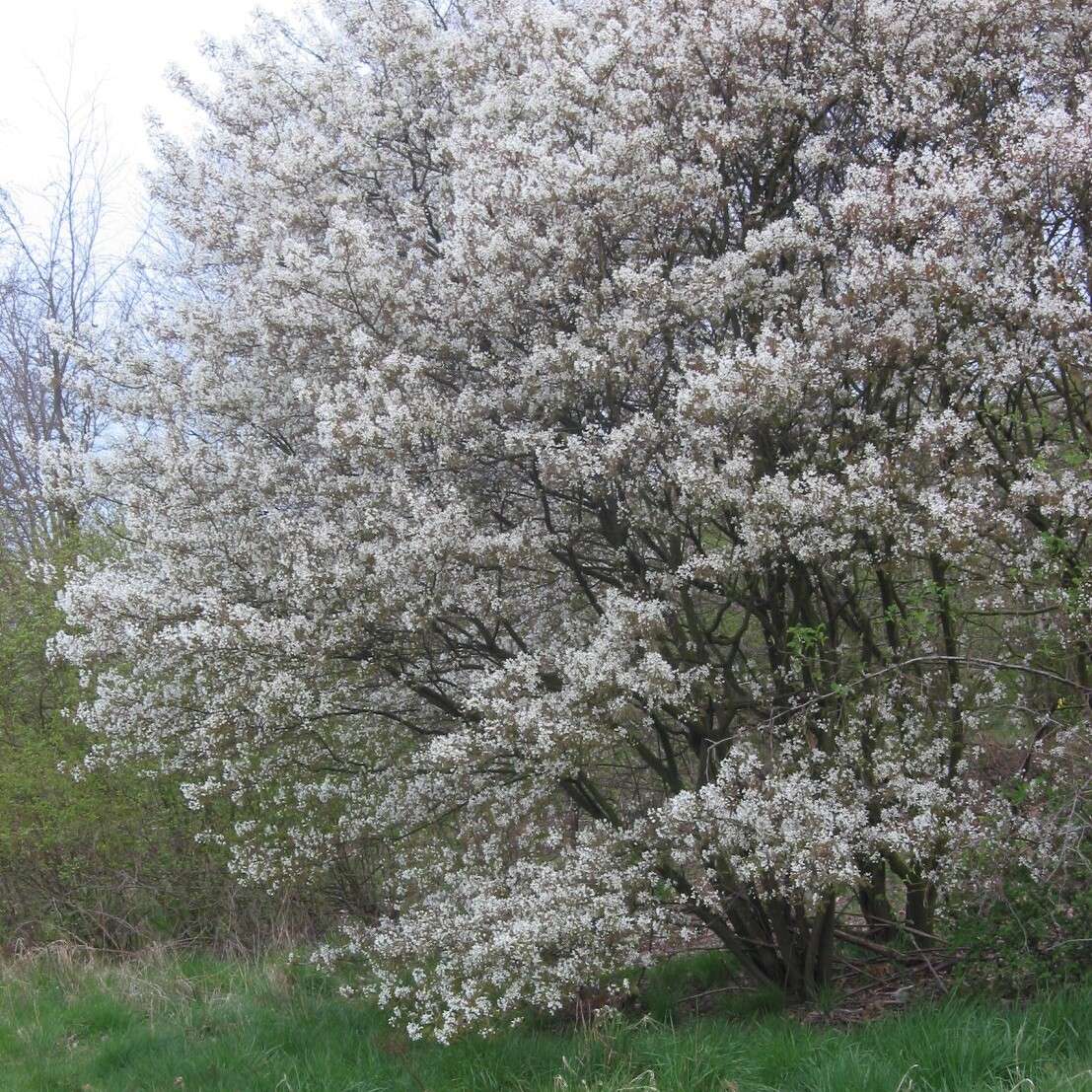 Amelanchier_lamarckii_struik