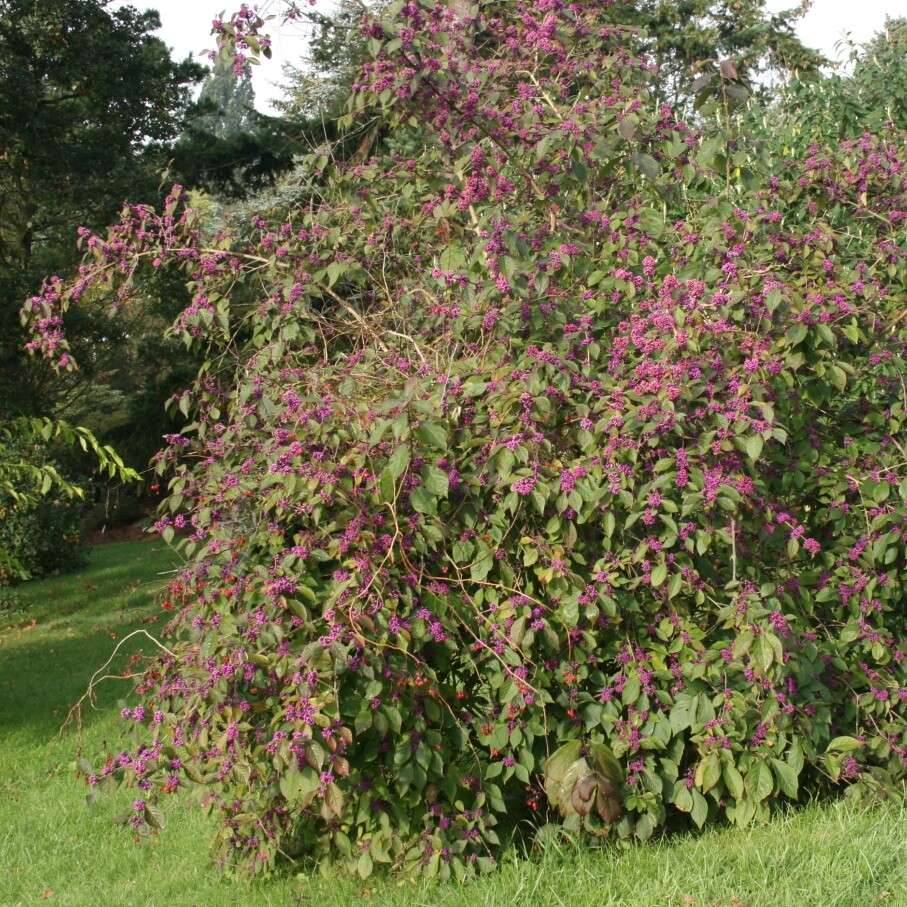 Callicarpa-bodinieri-habit