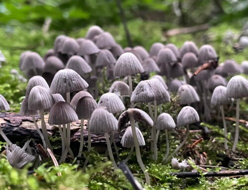 Woodland Wonders: Fungi Special