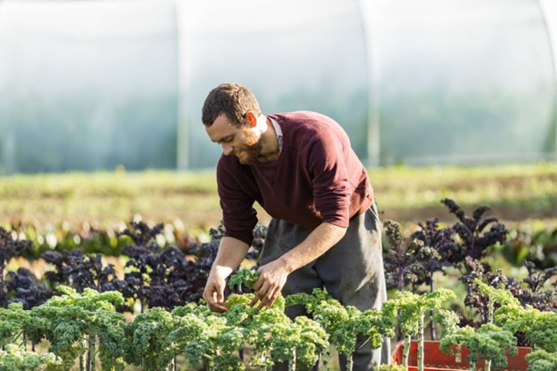 North Aston Organics