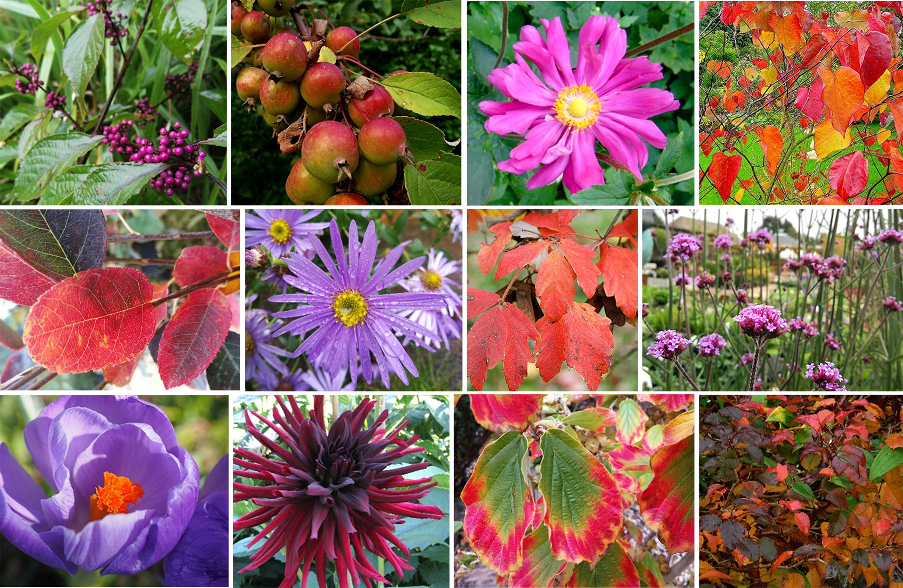 Colour In The Garden: Monthly Focus