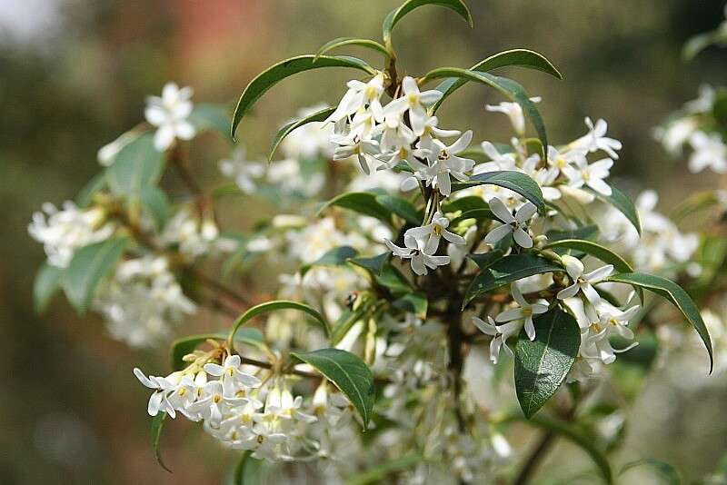 Osmanthus Burkwoodii