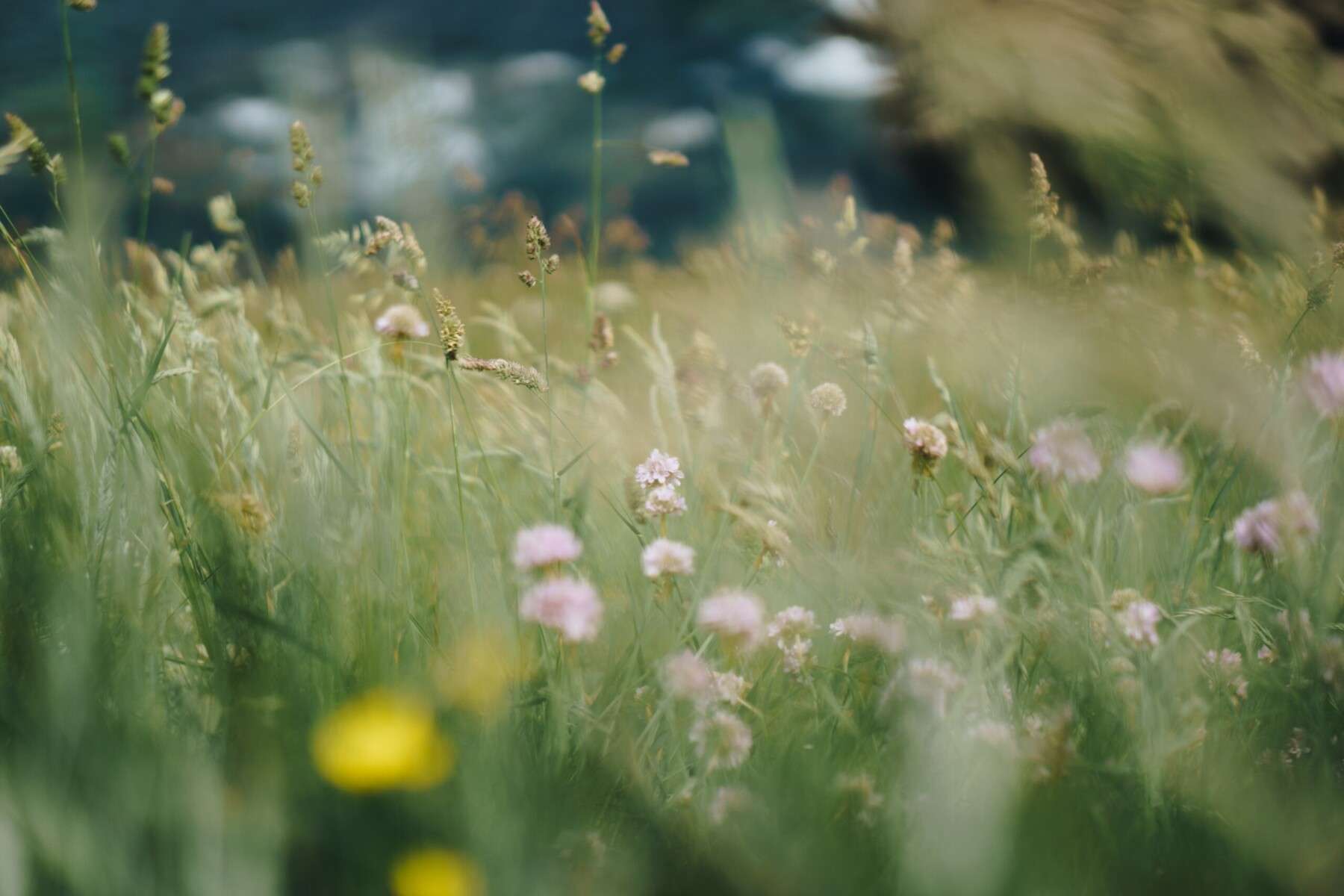 Wild Grass