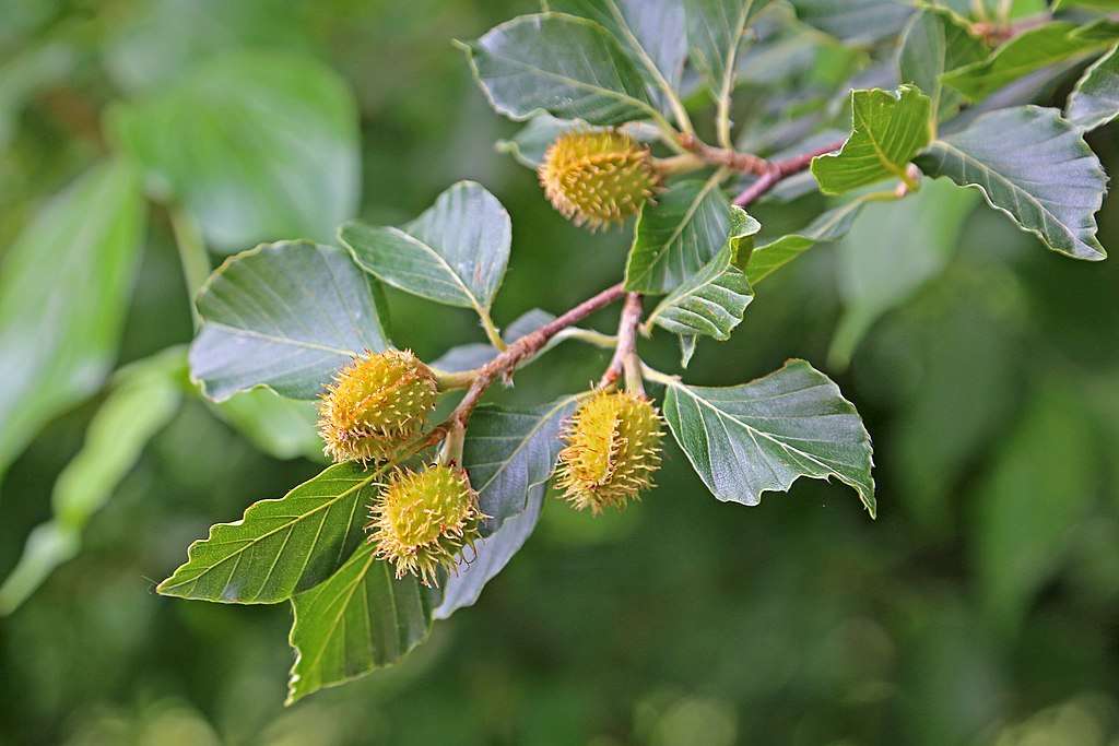 00_5171_Fagus_sylvatica_(fruit)_-_Rotbuche