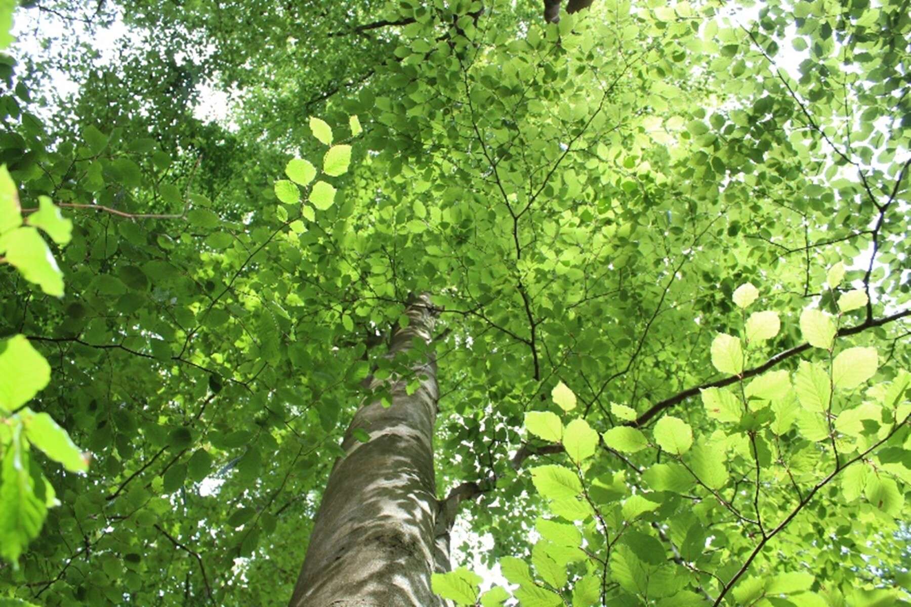 Beech woodland 2