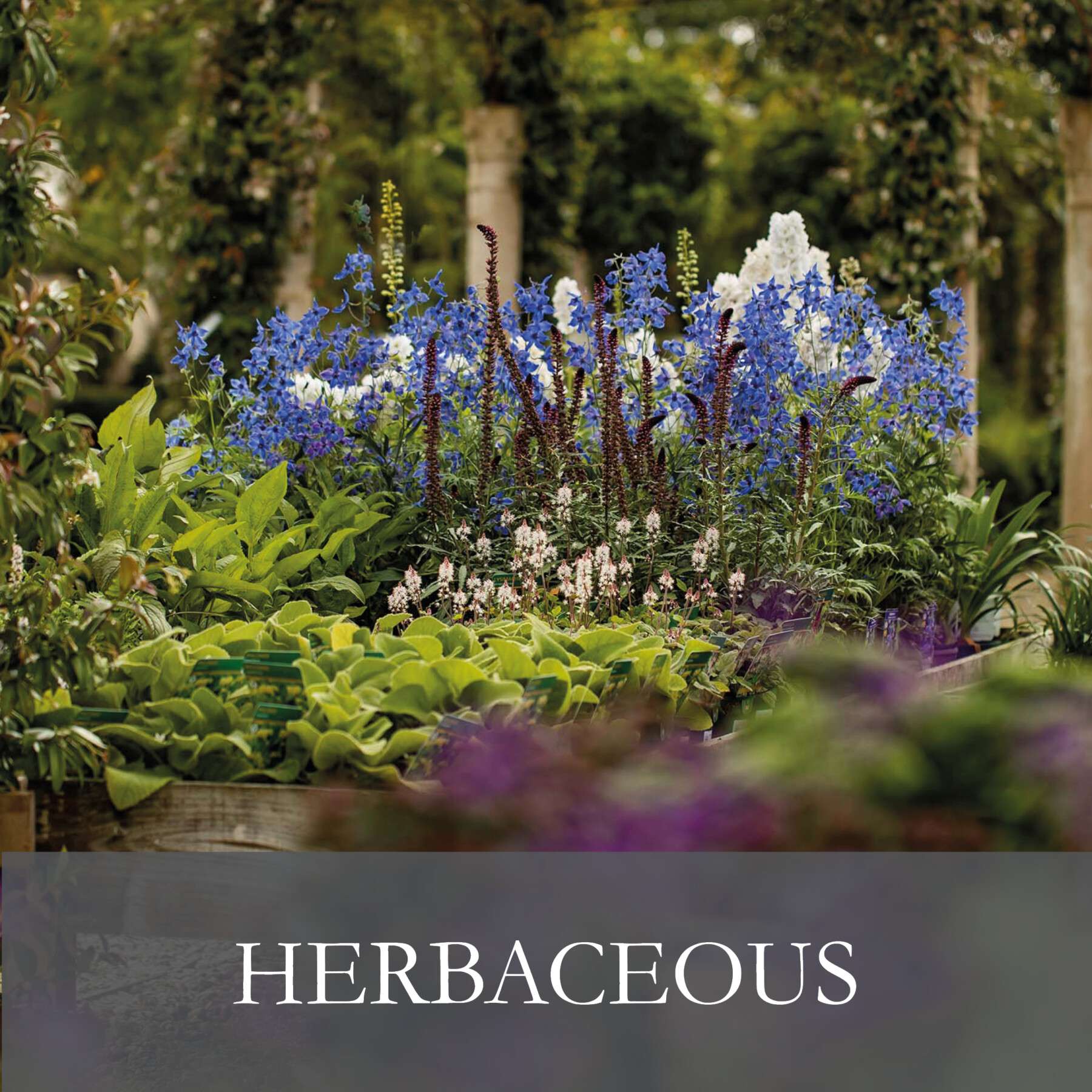 Herbaceous2