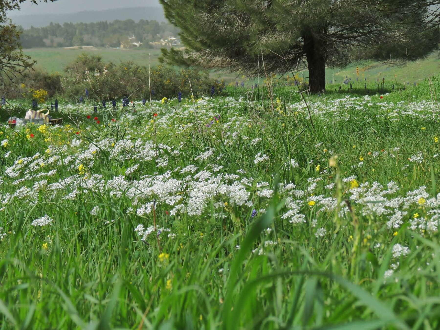 Wildflower Meadow