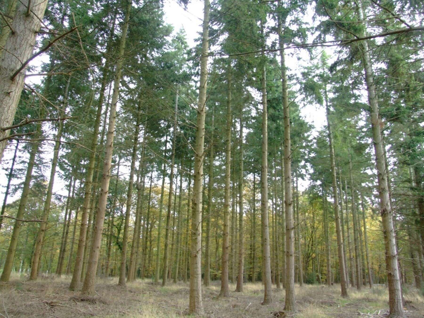 50 year old Douglas fir stand in Eynsham Park Estate