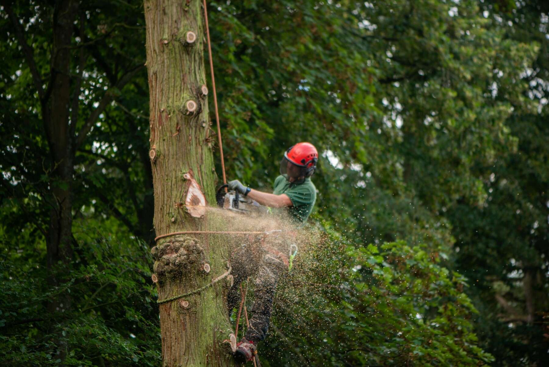 Nicholsons Tree Surgery Nicholsons Tree Surgery