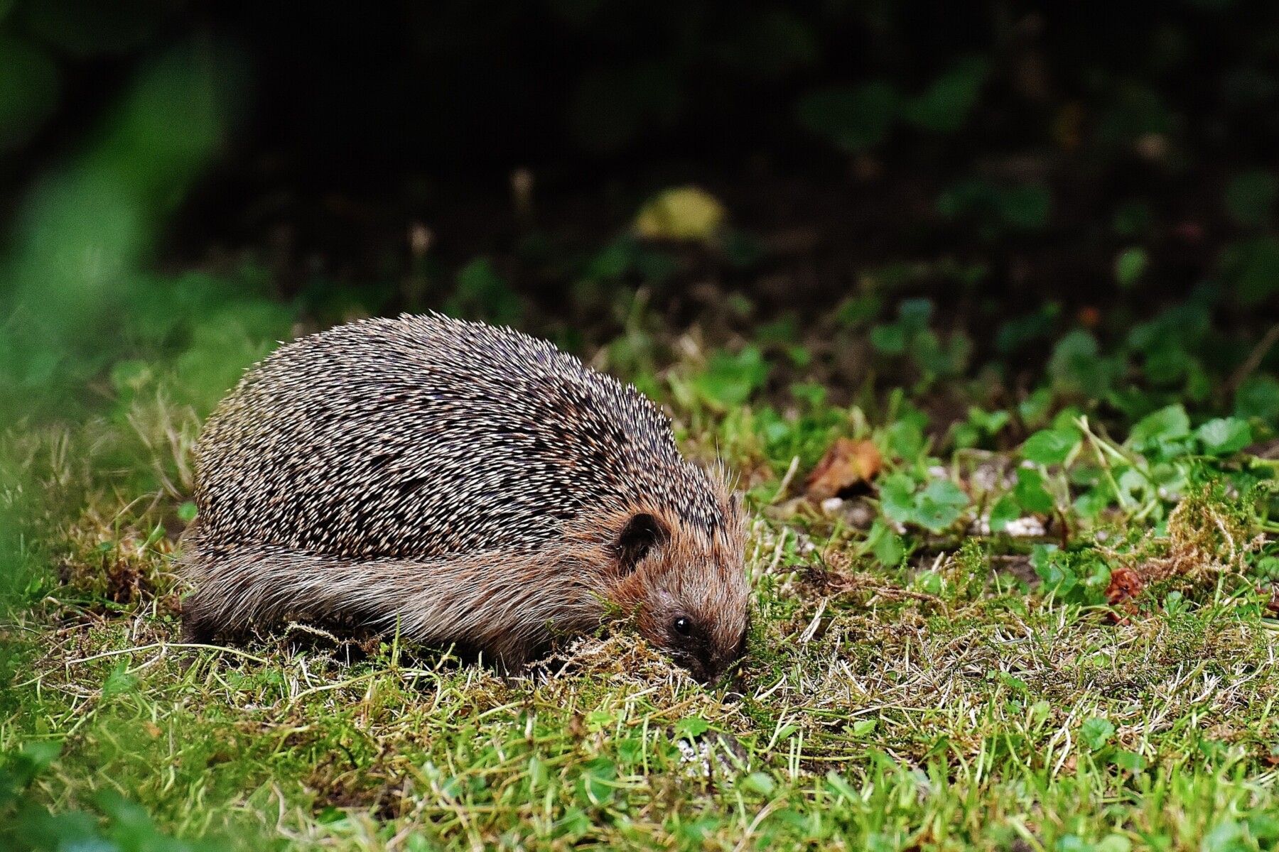 Hedgehogs in Your Garden