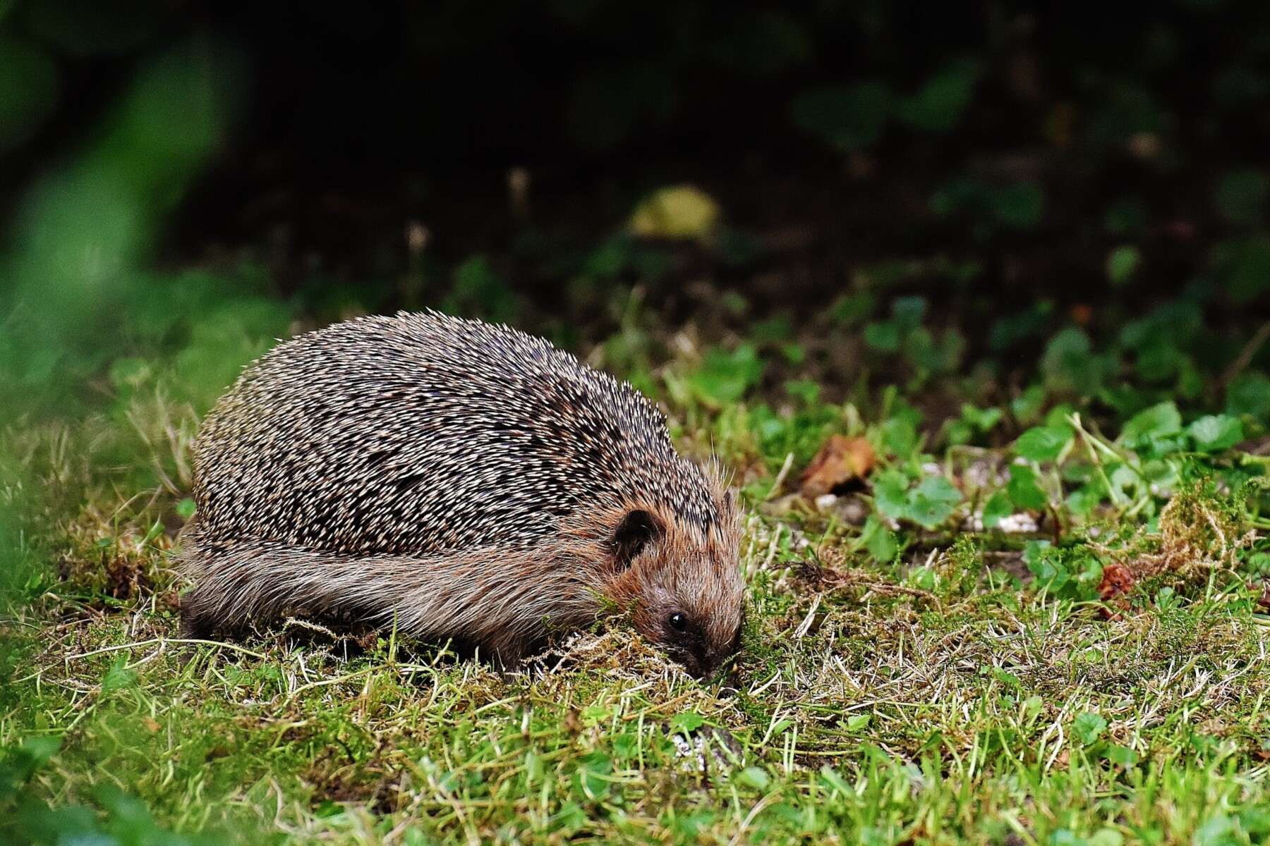 Hedgehog