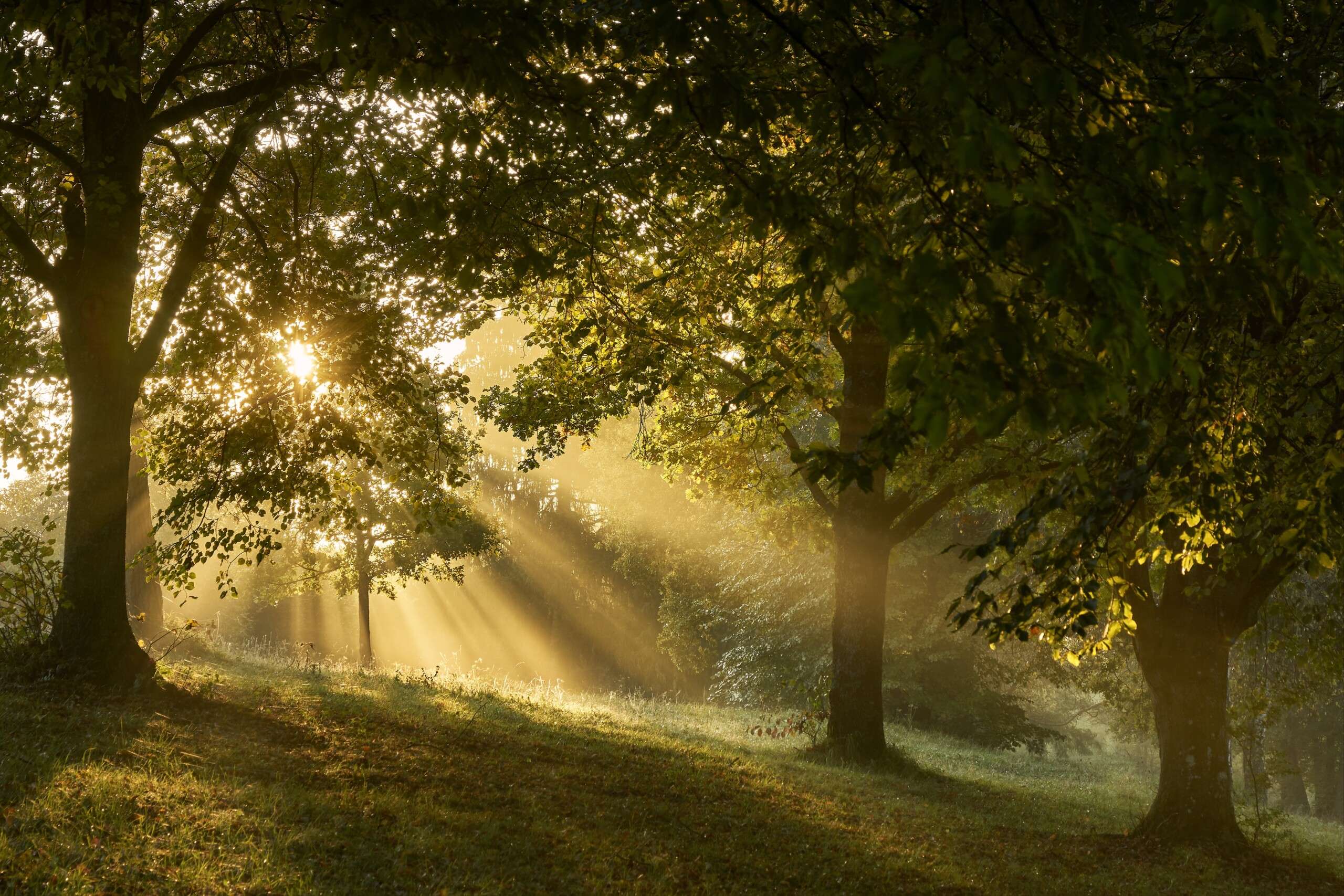 Nicholsons Forestry Grants & Funding Nicholsons Forestry Grants & Funding