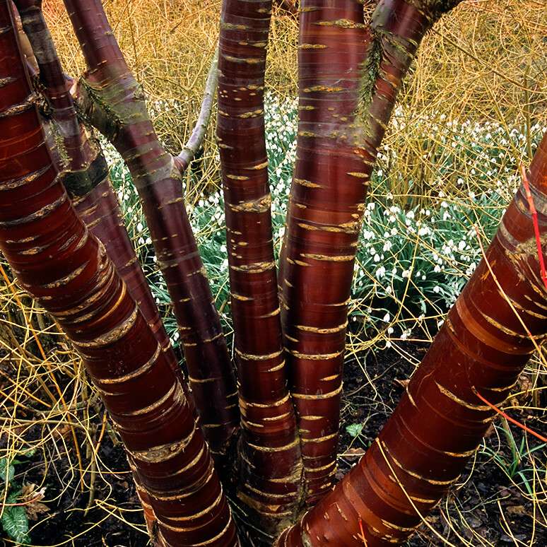 Anglesey Abbey Winter Gardens, Cambridgeshire, UK | A garden des