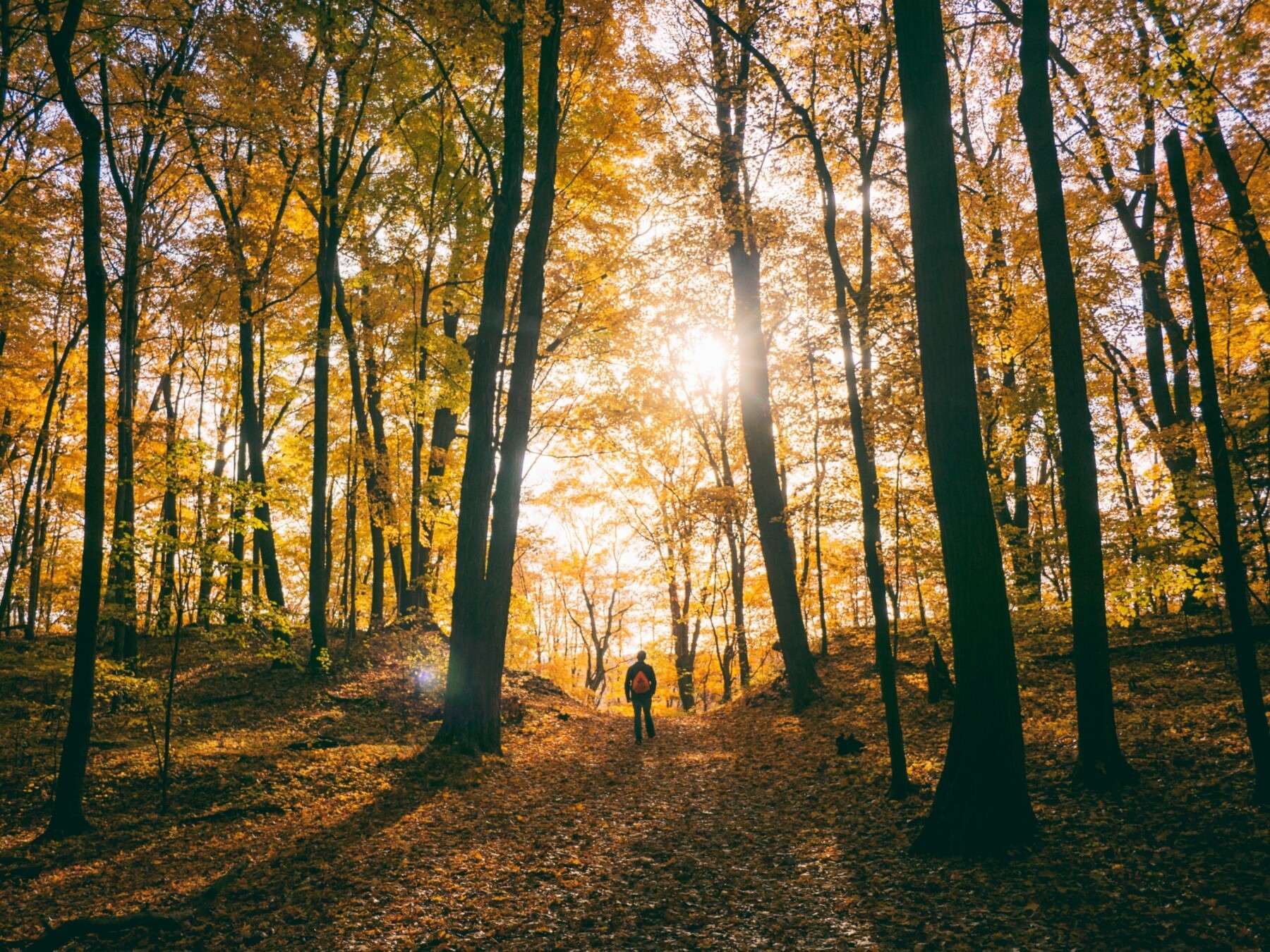 Nicholsons – Connecting with Nature