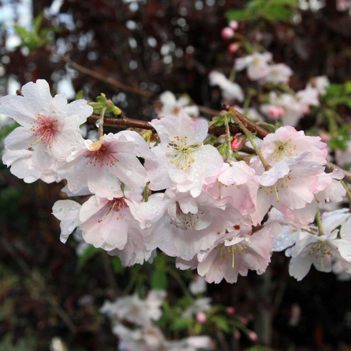 Prunus_subhirtella_Autumnalis