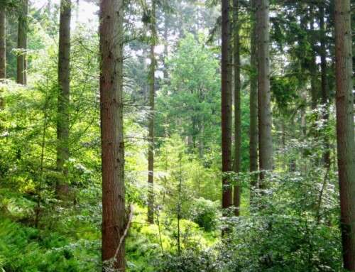 Forest Tree Blog Series – Wild Cherry