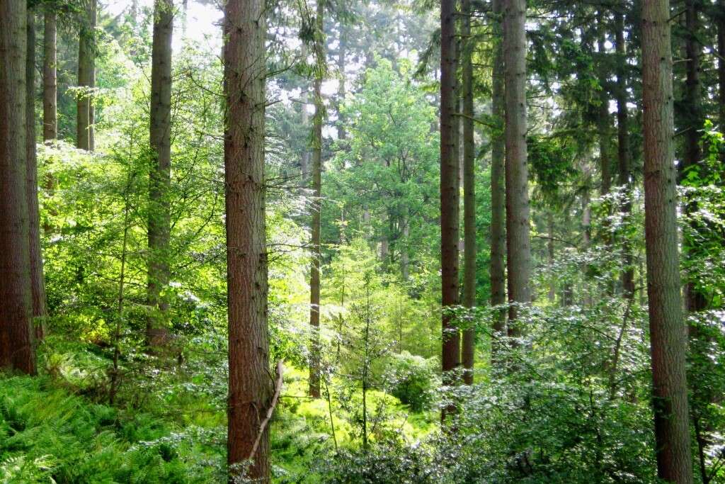 Continuous cover forestry