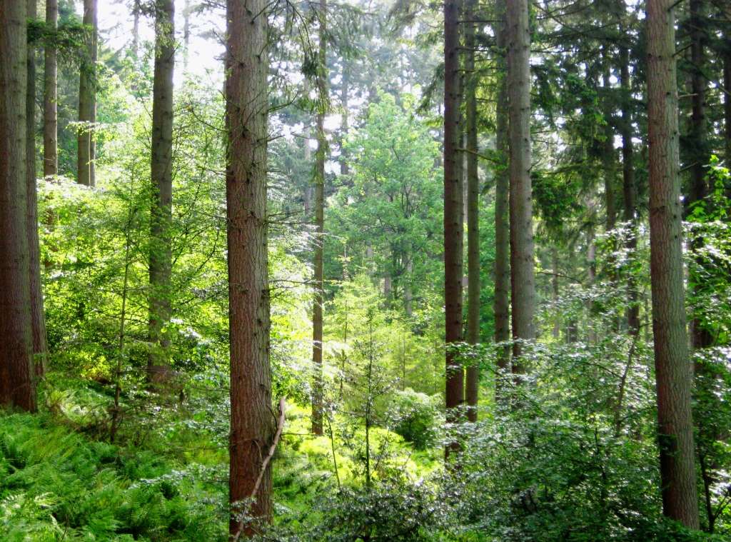 Continuous cover forestry