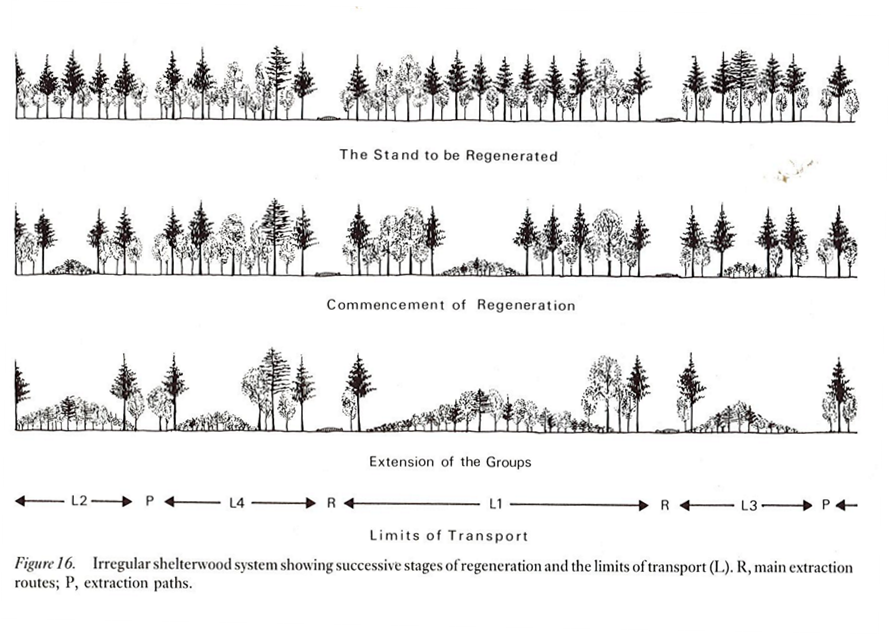 Continuous cover forestry