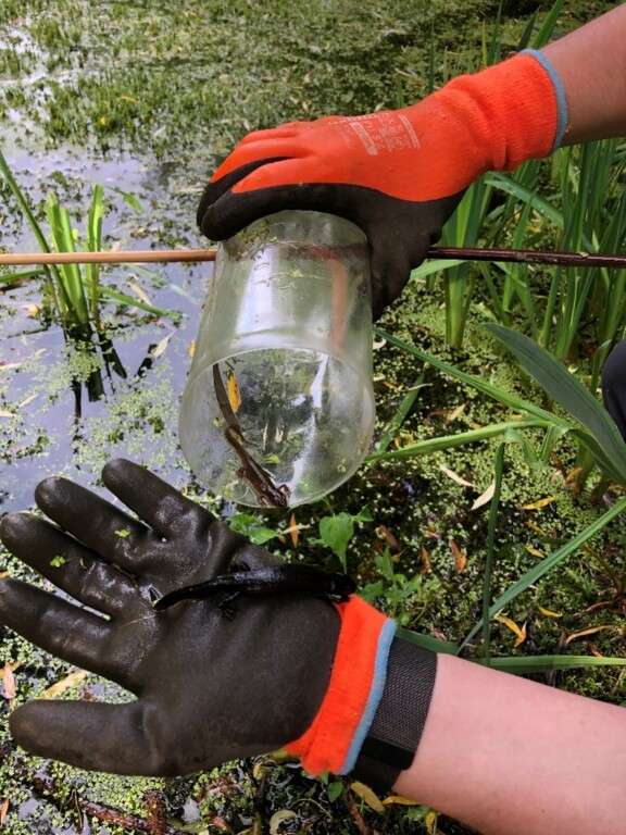 GCN after being removed safely from an overnight trap. A smooth newt can also be seen still inside the bottle.