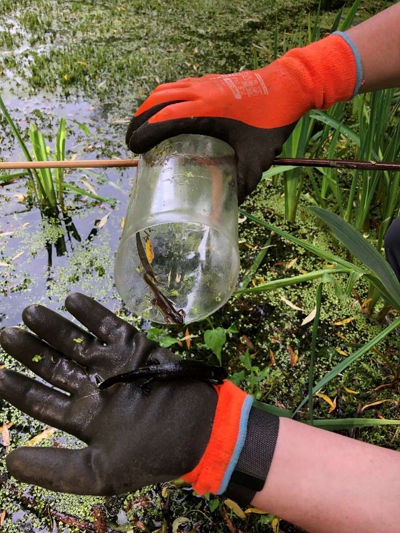 GCN after being removed safely from an overnight trap. A smooth newt can also be seen still inside the bottle.